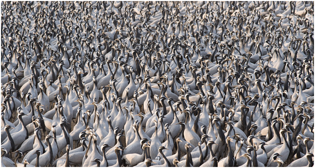 sedge demoiselle cranes