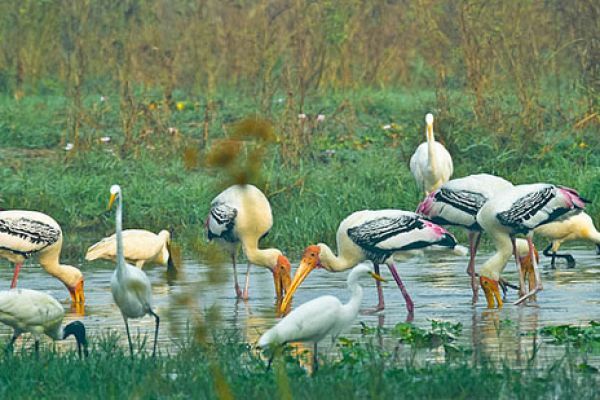 Keoladeo National Park | Bharatpur Bird Sanctuary | Rajasthan Tourism