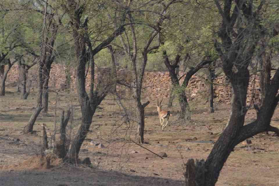 Darrah Wildlife Sanctuary, Kota